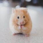 Photo Cute toy
